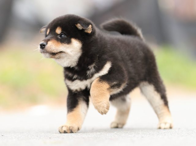 AI5I6440-puppy AI5I6440-puppy