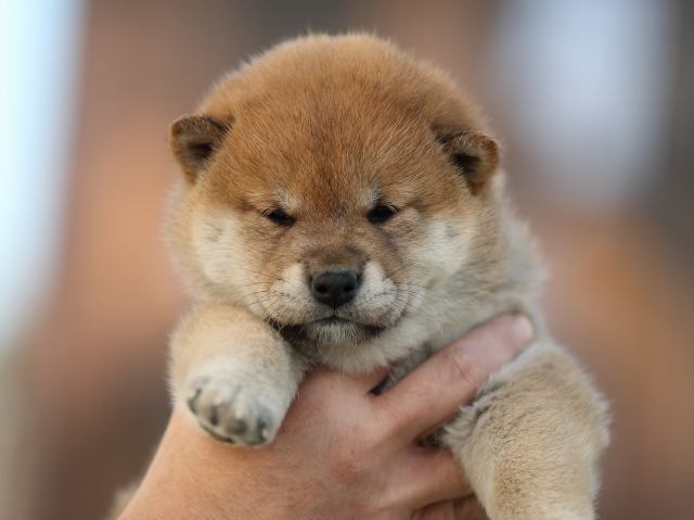 AI5I6472-puppy AI5I6472-puppy