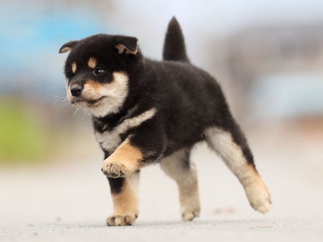 AI5I6472-puppy AI5I6472-puppy