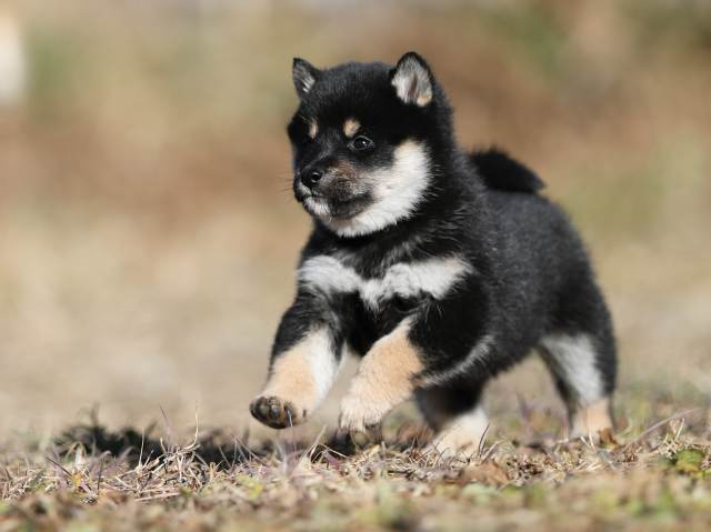 AI5I6483-puppy AI5I6483-puppy