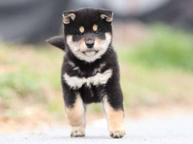 AI5I6489-puppy AI5I6489-puppy