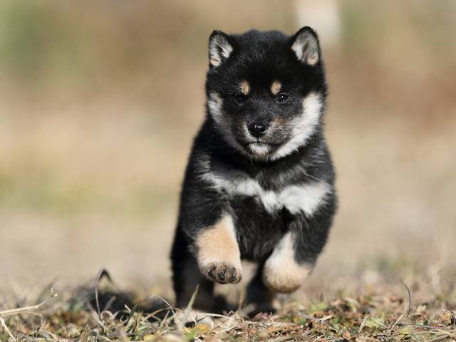 AI5I6490-puppy AI5I6490-puppy