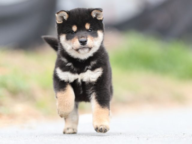 AI5I6493-puppy AI5I6493-puppy