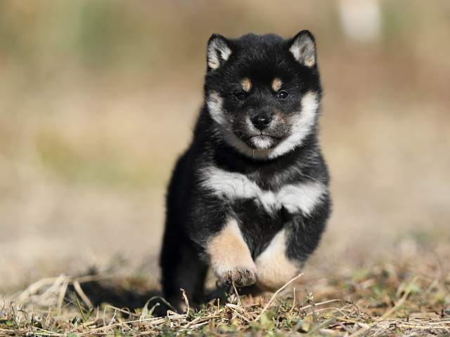 AI5I6494-puppy AI5I6494-puppy