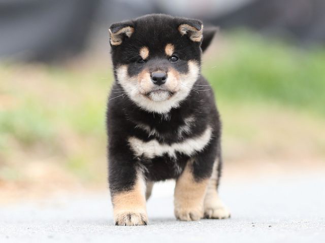 AI5I6495-puppy AI5I6495-puppy