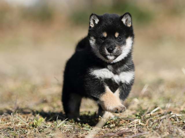 AI5I6501-puppy AI5I6501-puppy