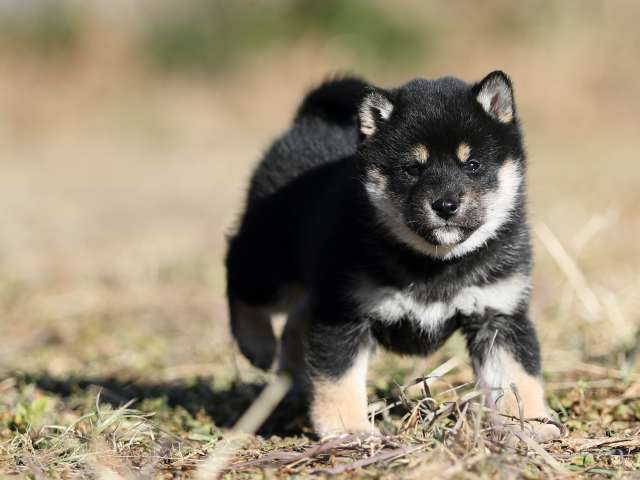 AI5I6503-puppy AI5I6503-puppy