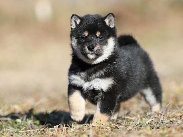 AI5I6547-puppy AI5I6547-puppy