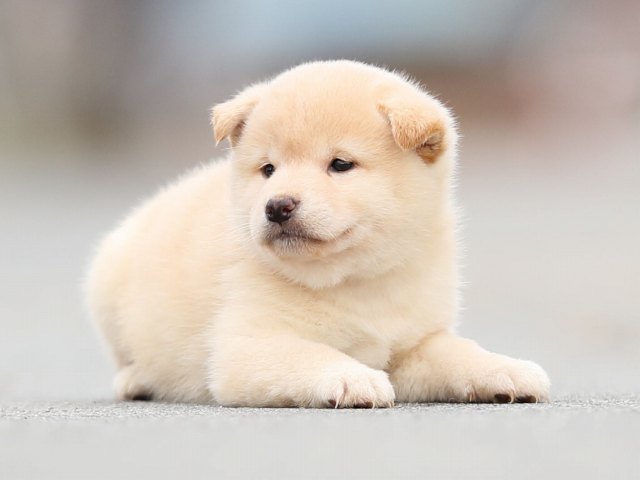 AI5I6547-puppy AI5I6547-puppy