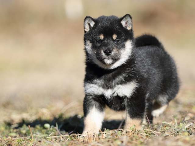 AI5I6550-puppy AI5I6550-puppy