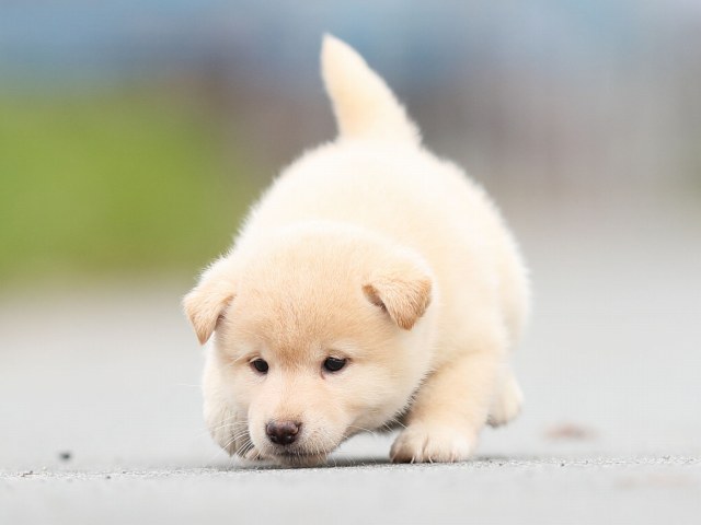 AI5I6606-puppy AI5I6606-puppy