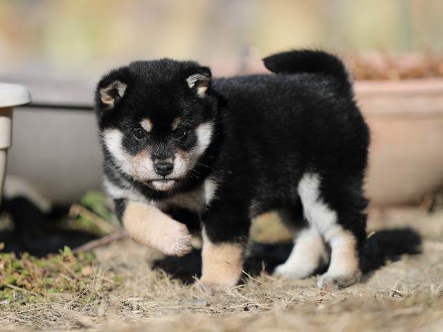 AI5I6627-puppy AI5I6627-puppy