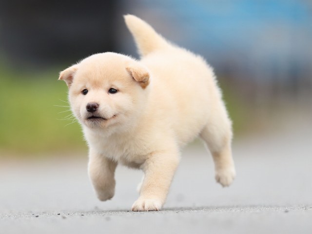 AI5I6634-puppy AI5I6634-puppy