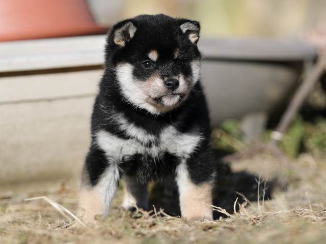 AI5I6635-puppy AI5I6635-puppy