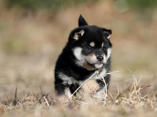 AI5I6650-puppy AI5I6650-puppy