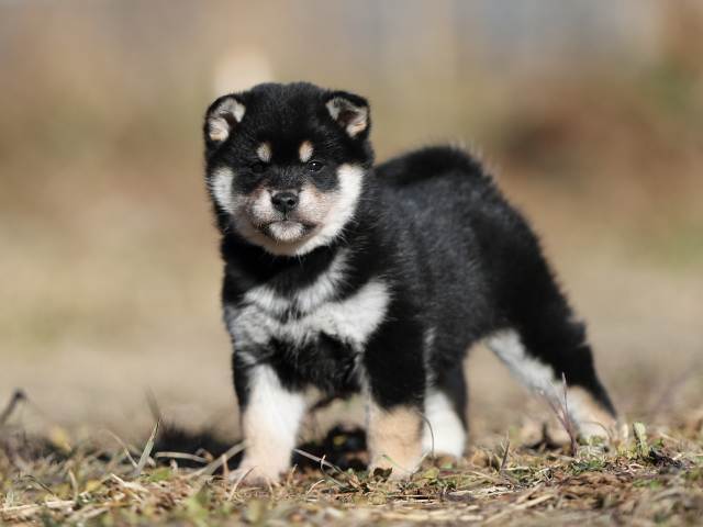 AI5I6662-puppy AI5I6662-puppy