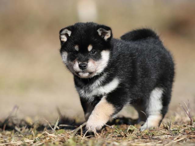 AI5I6670-puppy AI5I6670-puppy