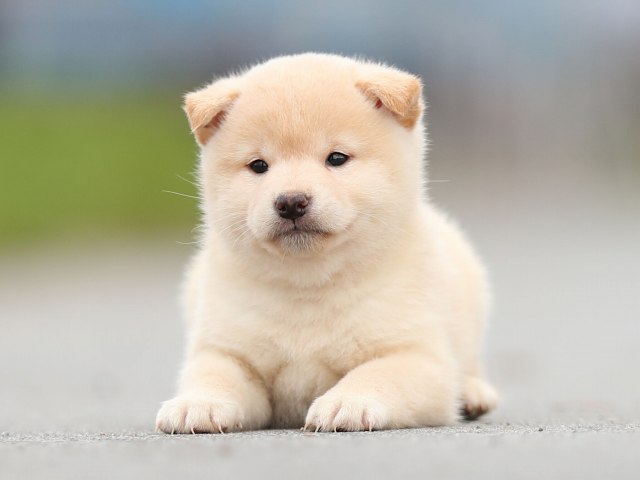 AI5I6674-puppy AI5I6674-puppy