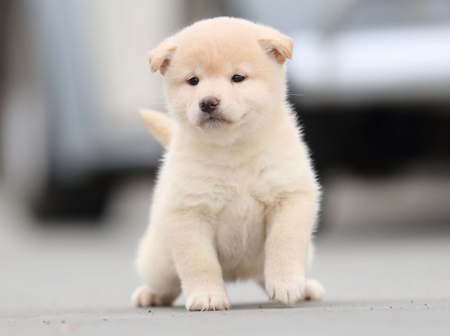 AI5I6692-puppy AI5I6692-puppy