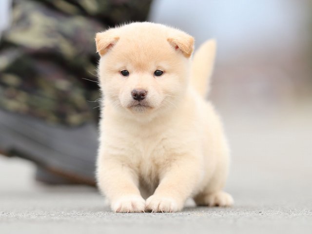 AI5I6743-puppy AI5I6743-puppy