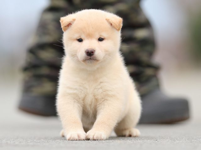 AI5I6748-puppy AI5I6748-puppy