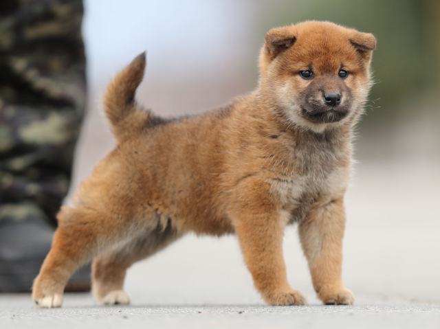 AI5I6763-puppy AI5I6763-puppy