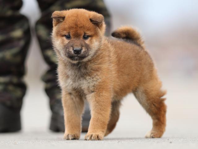 AI5I6778-puppy AI5I6778-puppy