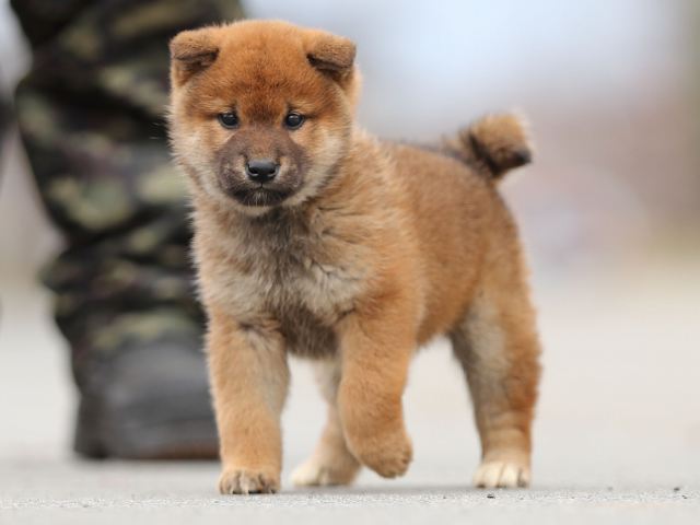 AI5I6786-puppy AI5I6786-puppy