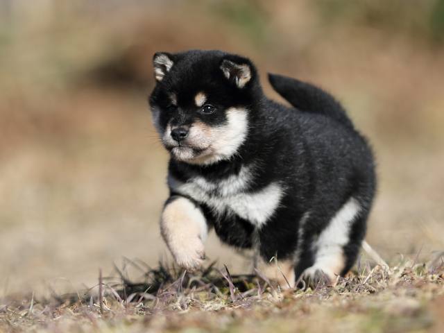 AI5I6808-puppy AI5I6808-puppy