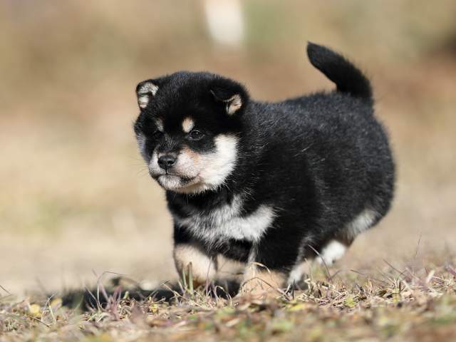 AI5I6815-puppy AI5I6815-puppy