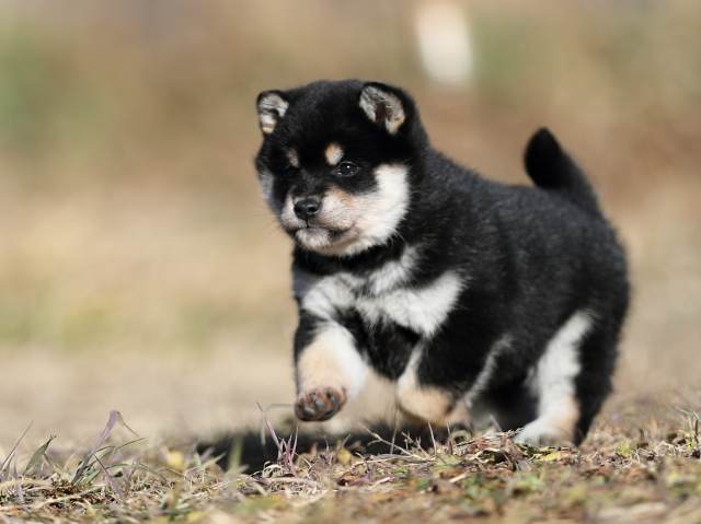 AI5I6816-puppy AI5I6816-puppy