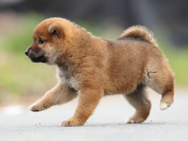 AI5I6839-puppy AI5I6839-puppy