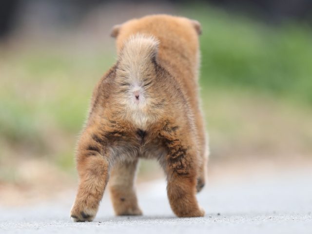 AI5I6853-puppy AI5I6853-puppy