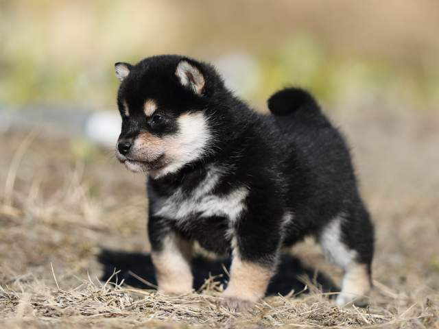 AI5I6864-puppy AI5I6864-puppy