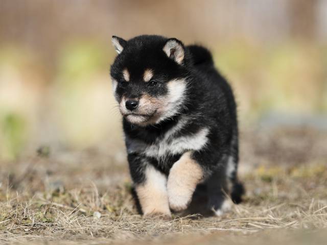 AI5I6869-puppy AI5I6869-puppy