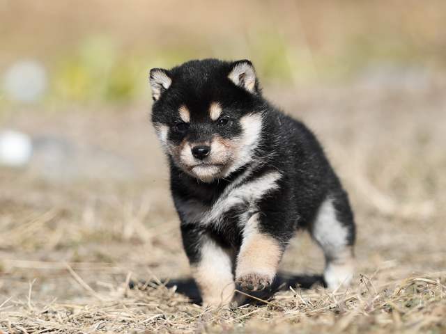 AI5I6893-puppy AI5I6893-puppy