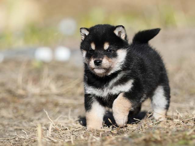 AI5I6896-puppy AI5I6896-puppy