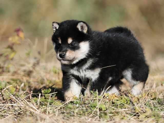 AI5I6904-puppy AI5I6904-puppy