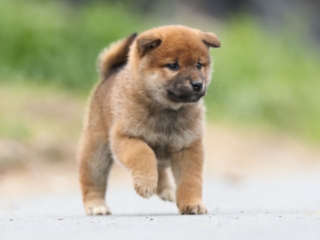AI5I6904-puppy AI5I6904-puppy