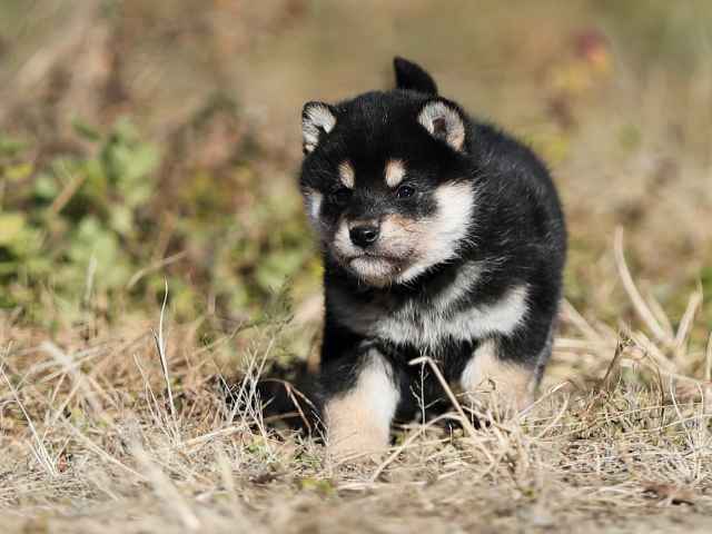 AI5I6913-puppy AI5I6913-puppy