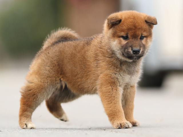 AI5I6926-puppy AI5I6926-puppy