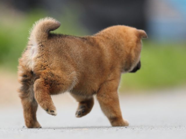 AI5I6969-puppy AI5I6969-puppy