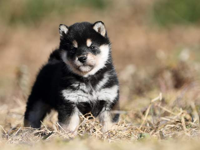 AI5I6979-puppy AI5I6979-puppy