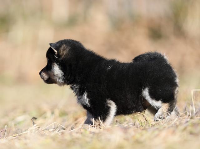 AI5I6988-puppy AI5I6988-puppy