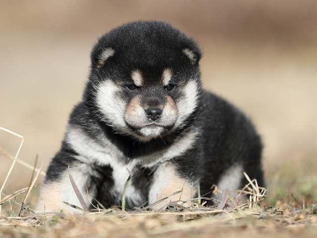 AI5I7029-puppy AI5I7029-puppy
