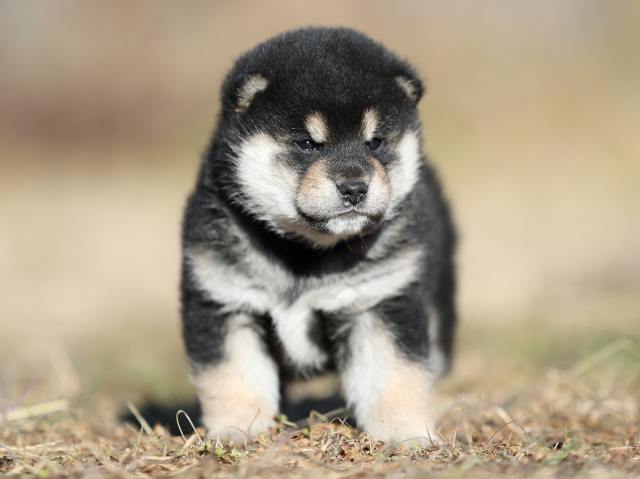 AI5I7038-puppy AI5I7038-puppy