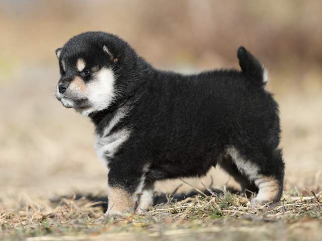 AI5I7101-puppy AI5I7101-puppy