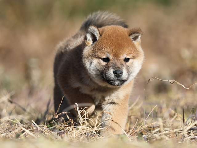AI5I7174-puppy AI5I7174-puppy