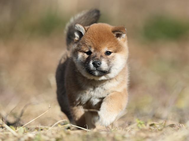 AI5I7183-puppy AI5I7183-puppy