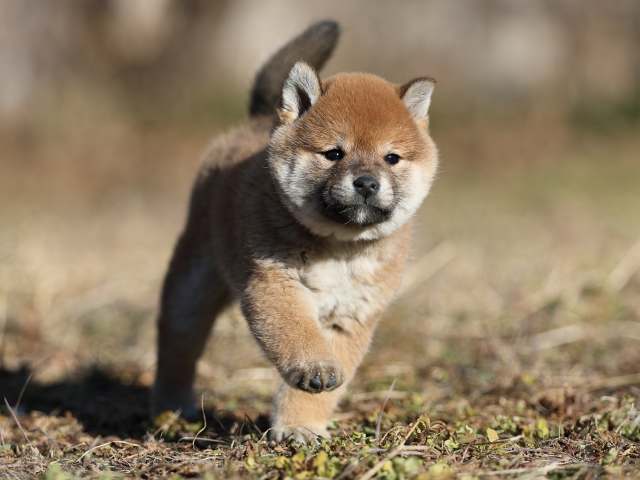 AI5I7200-puppy AI5I7200-puppy